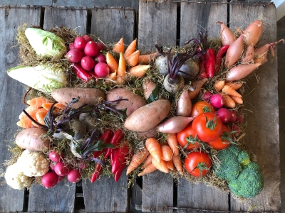 Vegetable pillow